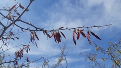 Haematoxylum brasiletto