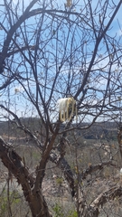 Pseudobombax palmeri