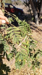 Lonchocarpus hermannii