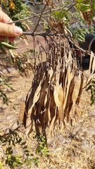 Lonchocarpus hermannii