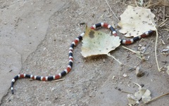 Micruroides euryxanthus