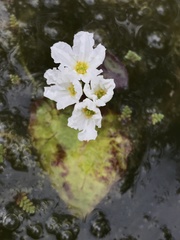 Nymphoides hydrophylla
