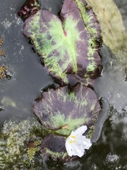 Nymphoides hydrophylla