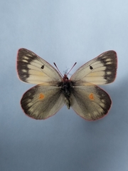 Colias hecla