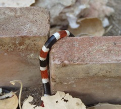 Micruroides euryxanthus