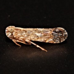 Nymphocixia caribbea