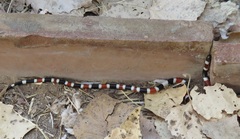 Micruroides euryxanthus