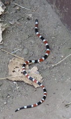 Micruroides euryxanthus