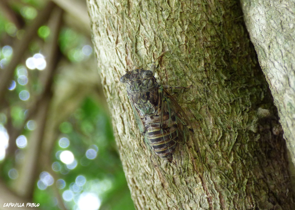 Proarna praegracilis