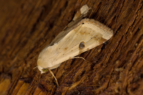 The Bordered Straw