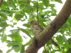 Turdus amaurochalinus