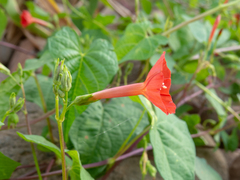 Ipomoea indivisa