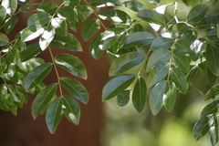 Copaifera langsdorffii