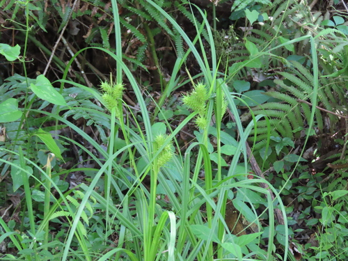 Carex gigantea image