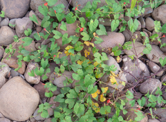Ipomoea indivisa