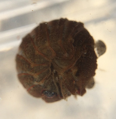 Sphaeroma quoianum