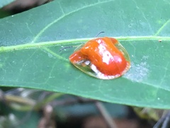 Charidotella tuberculata