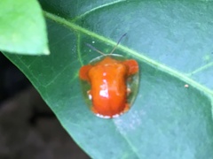 Charidotella tuberculata