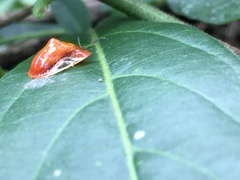 Charidotella tuberculata