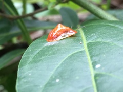 Charidotella tuberculata