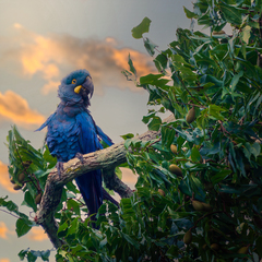 Indigo Macaw photo 2