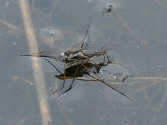 Limnogonus fossarum