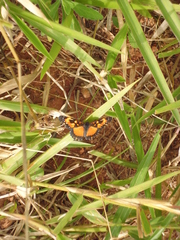 Chlosyne lacinia saundersi