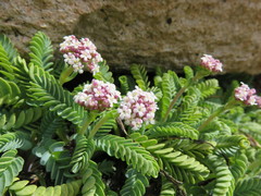 Valeriana philippiana