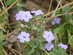Ruellia paniculata