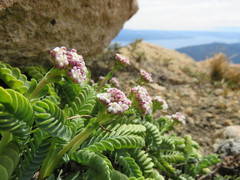 Valeriana philippiana