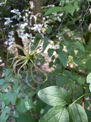 Clematis viorna