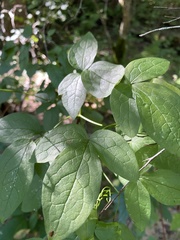 Clematis viorna