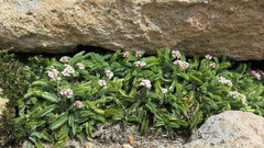 Valeriana philippiana