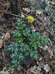 Tauschia kelloggii