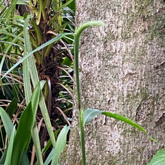 Miscanthus nepalensis