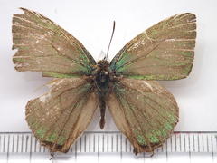 Favonius orientalis