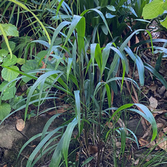 Miscanthus nepalensis