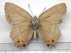 Favonius taxila