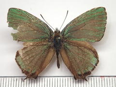 Favonius taxila