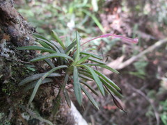 Maxillaria standleyi