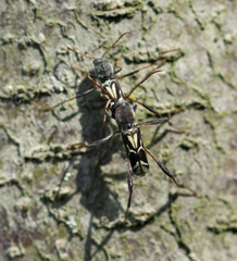 Neoclytus ypsilon