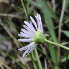 Brachyscome scapigera