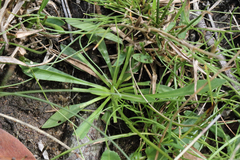 Brachyscome scapigera