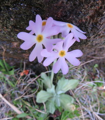 Primula magellanica