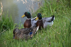 Anas platyrhynchos