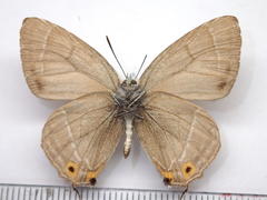 Favonius orientalis