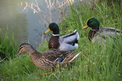 Anas platyrhynchos