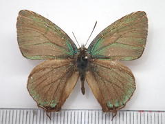 Favonius orientalis