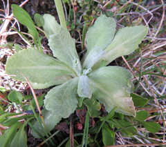 Primula magellanica