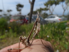 Empusa fasciata
